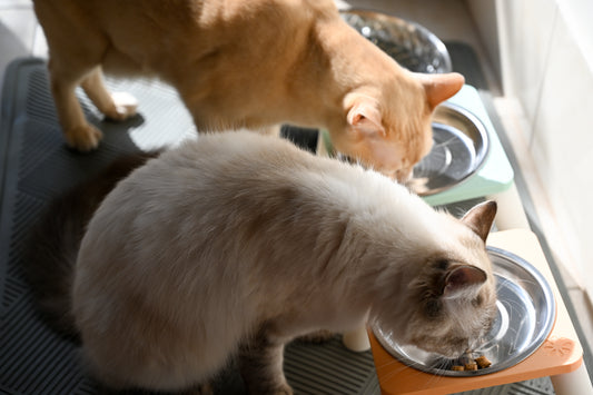 ELEVATED CAT BOWLS