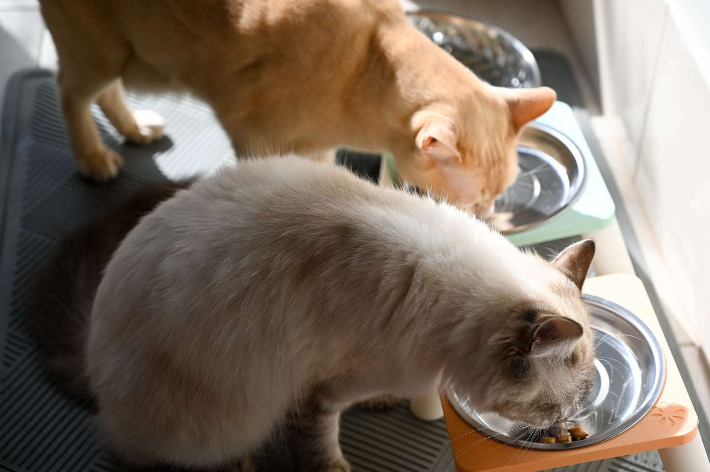 ELEVATED CAT BOWLS