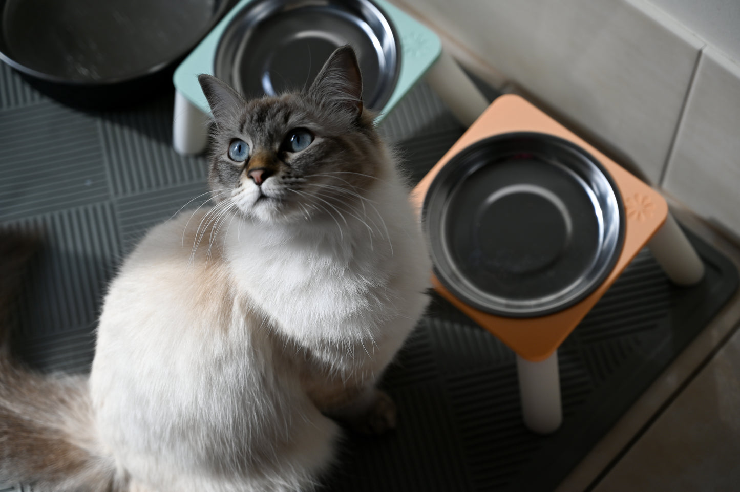 ELEVATED CAT BOWLS